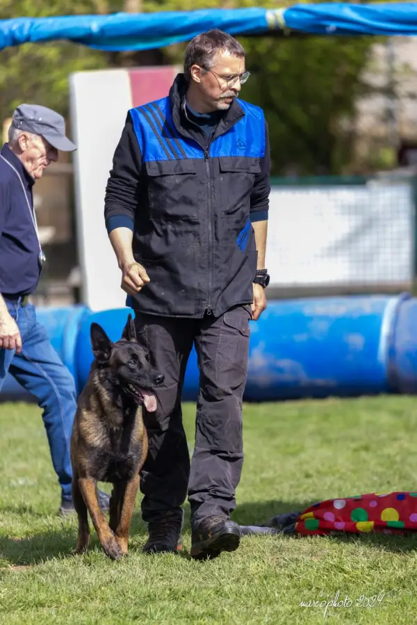 marche au pied avec malinois Éducation canine – CECH